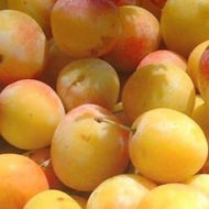 Eau de vie Mirabelle